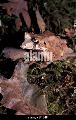 LEAF FROG SOLOMON ISLAND CERATOBATRACHUS GUNTHERI Stock Photo