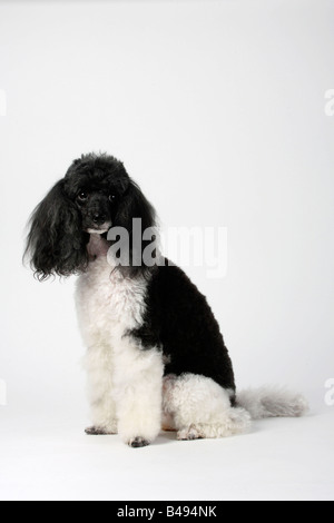 Miniature Poodle harlequin Stock Photo