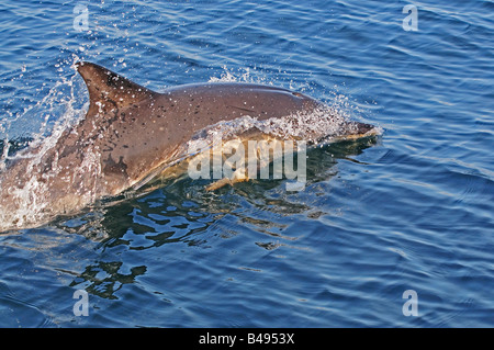 common dolphin delphinus delphis in european waters on the surface Stock Photo