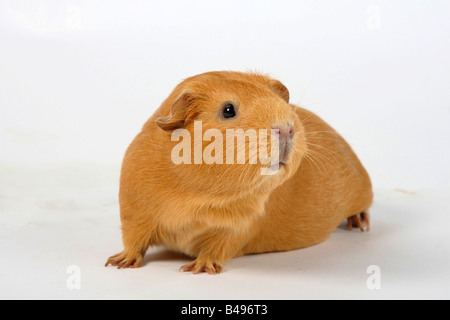 Englisch Guinea Pig Stock Photo