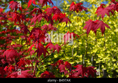 Red Japanese maple leaves against yellow Ginkgo Biloba trees in a botanical garden Toronto Stock Photo
