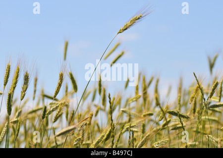 Crops. Stock Photo