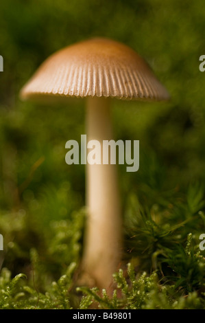 Amanita battarrae Fungi growing on damp moss on woodland edge Uk. Stock Photo