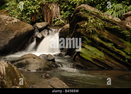 The Yunque National Forest is the only tropical rain forest in the United States National Forest System. Stock Photo