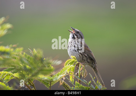 Song Sparrow singing Stock Photo