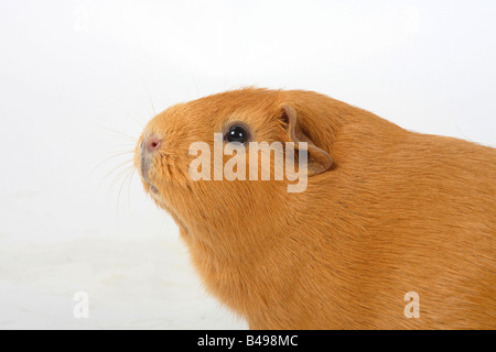 Englisch Guinea Pig side profile Stock Photo