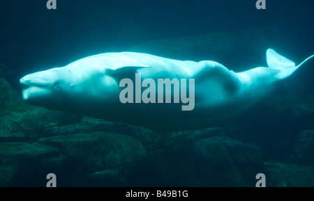 Beluga Whale in Vancouver aquarium, British Columbia, Canada. Stock Photo