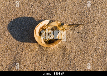 Dead horseshoe crab on beach Cape Nay NJ Stock Photo
