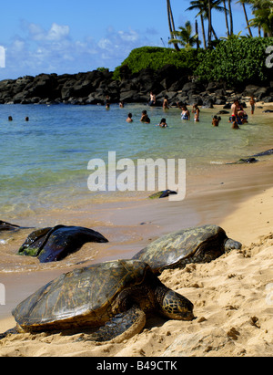 Green Sea turtle(s) basking in the sun Stock Photo