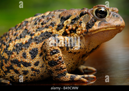 Side view of bumpy spotted skin of an Eastern American Toad Stock Photo