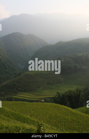 Sapa Rice Terraces Stock Photo