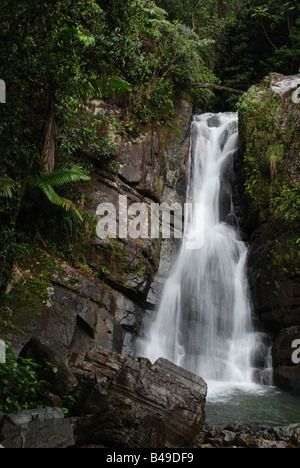 The Yunque National Forest is the only tropical rain forest in the United States National Forest System. Stock Photo