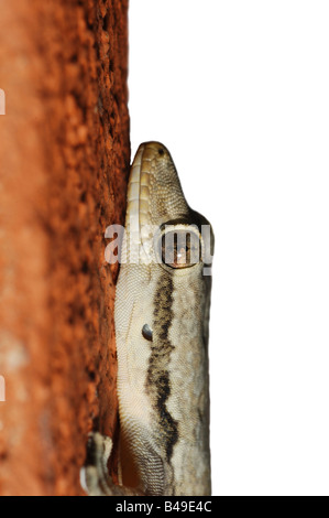 Cut-out of a Flat-tailed House Gecko head (Cosymbotus platyurus) in Kaeng Krachan National Park, Thailand. Stock Photo