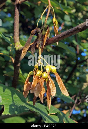 Maple tree, winged seeds Stock Photo