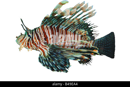 Lionfish cutout, taken in the Andaman Sea off Koh Phi Phi, Thailand