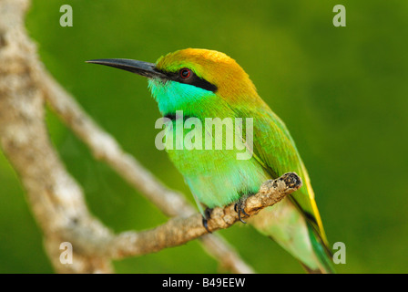 Little Green Bee-eater (merops orientalis) in Yala West National Park, Sri Lanka Stock Photo