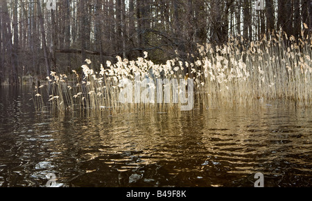 Reed and wooded island on lake on bright sunbeam in spring, Karelia, Russia Stock Photo