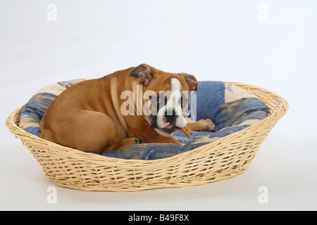 English Bulldog puppy 3 month in dog s basket Stock Photo