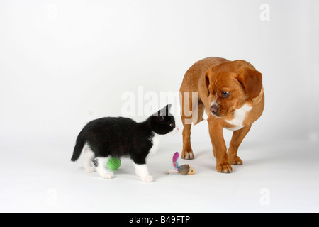 Mixed Breed Dog and Domestic Cat kitten 8 weeks looking at each other Stock Photo