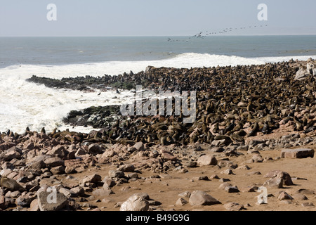 Cape Fur Seals Stock Photo