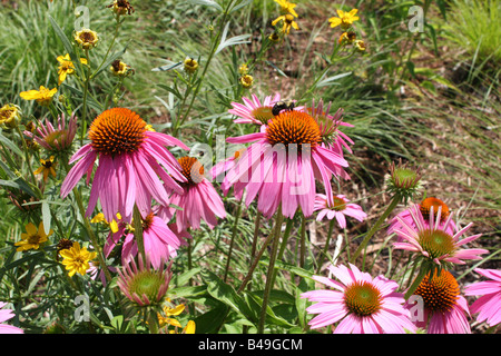 Purple Coneflower growing at The Morton Arboretum Visitor Center entrance, Lisle, Illinois Stock Photo