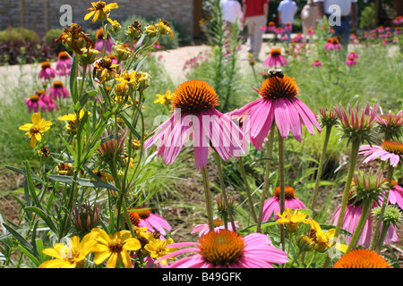 Purple Coneflower growing at The Morton Arboretum Visitor Center entrance, Lisle, Illinois Stock Photo