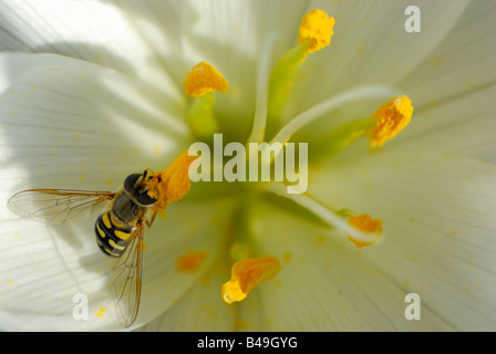 Hoverfly (Eupeodes corollae) in autumn crocus flower (Colchicum speciosum Album,  Colchicaceae) Stock Photo