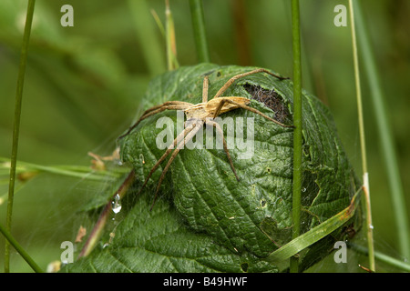 Nursery web spider (Pisaura mirabillis), adult female, guarding young in nursery web in rolled up bramble leaf in woodland Stock Photo