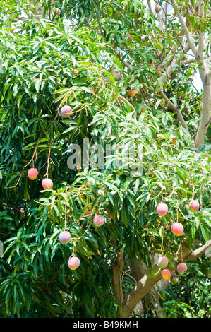 Mango tree full of fruit in backyard garden Kauai Hawaii Stock Photo
