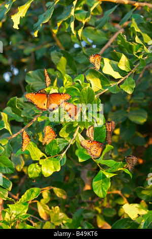 Queen Danaus gilippus Mission Texas United States 5 November Adult Male Danainae Stock Photo