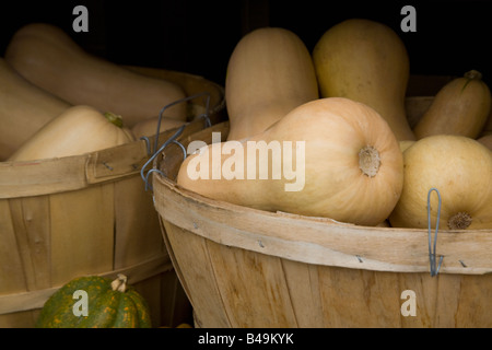 Two baskets of butternut squash (Cucurbita moschata) at an outside market in California Stock Photo