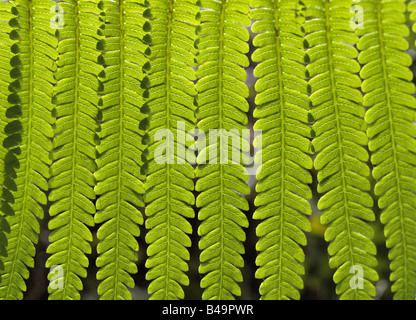 Fern leaf lit by the sun Stock Photo
