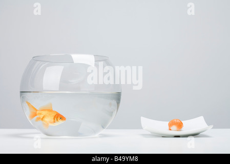 Goldfish in bowl beside single piece of salmon nigiri sushi Stock Photo