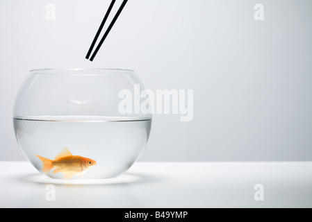 Goldfish swimming in fishbowl, chopsticks held above Stock Photo