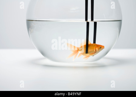 Goldfish in fishbowl caught by pair of chopsticks Stock Photo