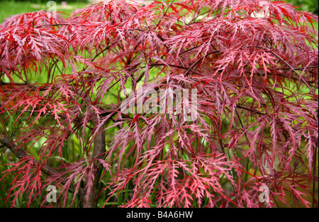Red Maple in Autumn Stock Photo