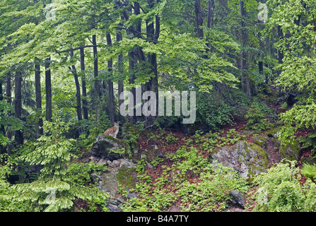 zoology / animals, mammal / mammalian, Felidae, Eurasian Lynx (Lynx lynx), sitting on rock, distribution: Europe, Asia, Additional-Rights-Clearance-Info-Not-Available Stock Photo