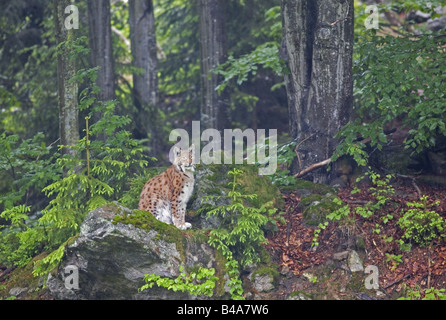 zoology / animals, mammal / mammalian, Felidae, Eurasian Lynx (Lynx lynx), sitting on rock, distribution: Europe, Asia, Additional-Rights-Clearance-Info-Not-Available Stock Photo