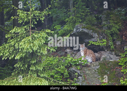 zoology / animals, mammal / mammalian, Felidae, Eurasian Lynx (Lynx lynx), sitting on rock, distribution: Europe, Asia, Additional-Rights-Clearance-Info-Not-Available Stock Photo