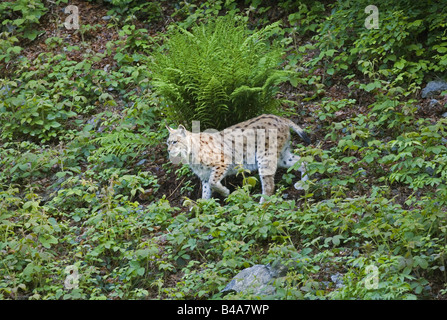 zoology / animals, mammal / mammalian, Felidae, Eurasian Lynx (Lynx lynx), under fern, distribution: Europe, Asia, Additional-Rights-Clearance-Info-Not-Available Stock Photo