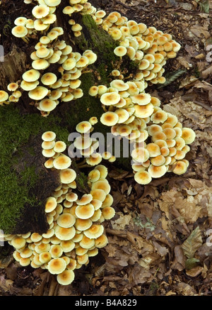botany, fungi, Two-toned Pholiotes, (Kuehneromyces mutabilis), colony at tree stump, caps eatable, Additional-Rights-Clearance-Info-Not-Available Stock Photo