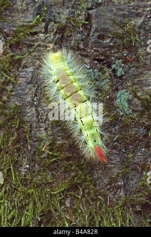 zoology / animals, insect, butterflies, Pale Tussock Moth, (Dasychira pudibunda), growth, caterpillar on bork, Nationalpark Jasmund Ruegen, Germany, distribution: Europe, Central Asia, Additional-Rights-Clearance-Info-Not-Available Stock Photo