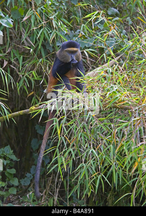zoology / animals, mammal / mammalian, monkeys, Golden Monkey (Cercopithecus kandti), ape in bamboo, Volvano National Park, Rwanda, Africa, distribution: Africa, Additional-Rights-Clearance-Info-Not-Available Stock Photo