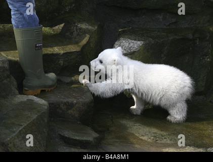 Knut, the polar bear in the Berlin Zoo, Germany Stock Photo
