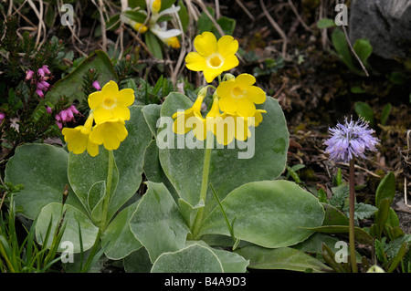 Auricula, Dusty Miller, Garden Auricula (Primula auricula), flowering Stock Photo
