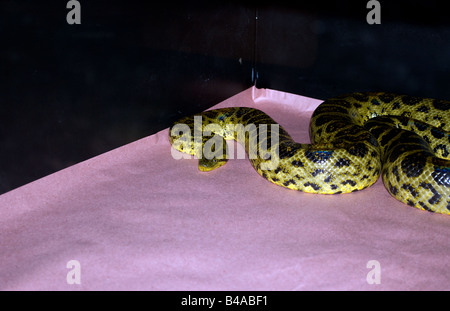 Adult Male Yellow Anaconda (Eunectes Nataeus), Pantanal Wetlands ...