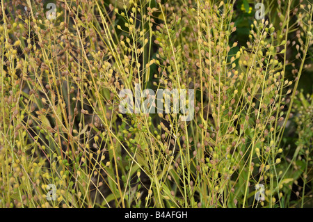 Wild Flax, Linseed Dodder (Camelina sativa), plants with seeds Stock Photo