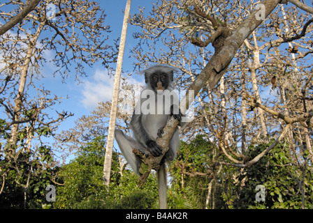zoology / animals, mammal / mammalian, monkeys, Zanzibar Red colobus (Piliocolobus kirkii), monkey sitting on branch, National Park Jozani Forest, Zanzibar, Tanzania, Additional-Rights-Clearance-Info-Not-Available Stock Photo