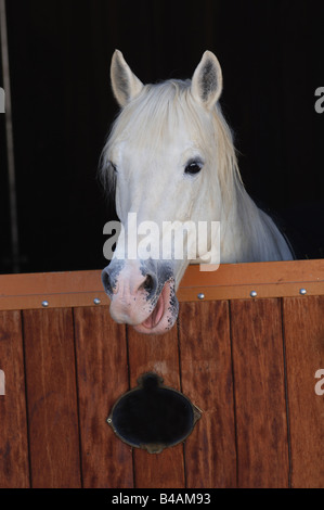 berber horse Stock Photo