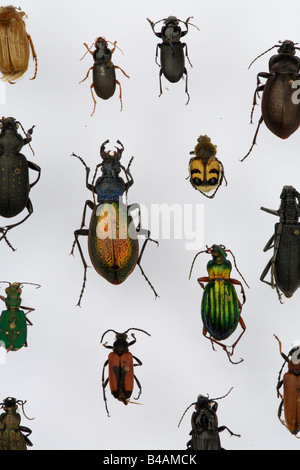 collection beetle in show case european types Germany europe insects death human animal Stock Photo